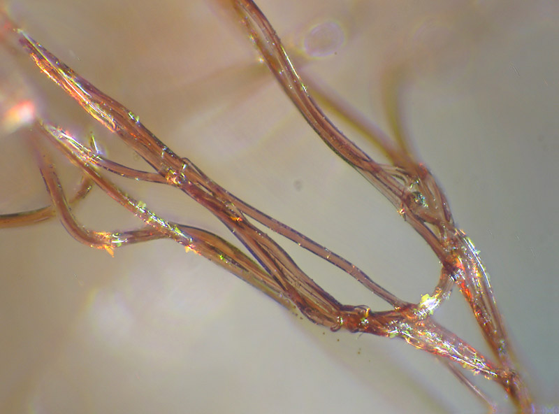 Ovatura di Ero sp. (Mimetidae)